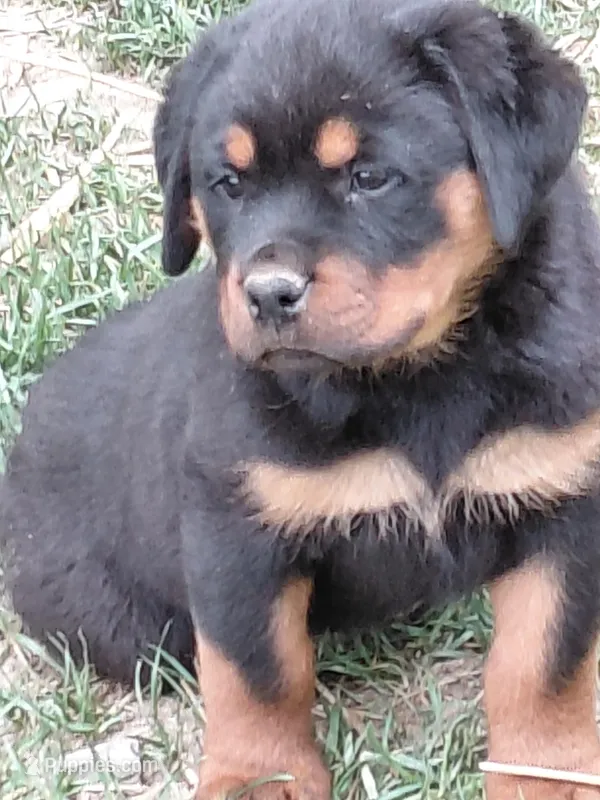 Boy 3  – Rottweiler puppy for sale in Bloomfield, IN