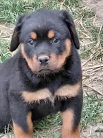 Boy 3 , a male Rottweiler for sale in Bloomfield, IN – Photo 4 of 6