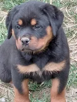 Boy 3 , a male Rottweiler for sale in Bloomfield, IN – Photo 5 of 6