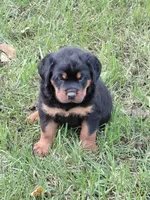 Admiral , a male Rottweiler for sale in Bloomfield, IN – 3 of 9