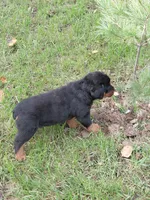 Admiral , a male Rottweiler for sale in Bloomfield, IN – 7 of 9