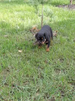 Ingrid , a female Rottweiler for sale in Bloomfield, IN – 5 of 8