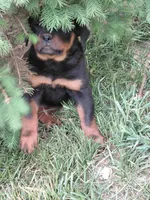 Girl 1 , a female Rottweiler for sale in Bloomfield, IN – Photo 3 of 5
