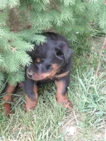 Girl 1 , a female Rottweiler for sale in Bloomfield, IN – Photo 5 of 5