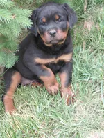 Girl 1 , a female Rottweiler for sale in Bloomfield, IN – Photo 4 of 5