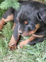 Girl 1 , a female Rottweiler for sale in Bloomfield, IN – Photo 1 of 5