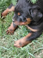 Girl 1 , a female Rottweiler for sale in Bloomfield, IN – Photo 2 of 5