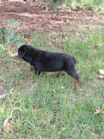 Lil Susie , a female Rottweiler for sale in Bloomfield, IN – 9 of 9