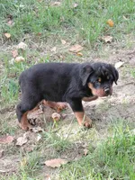 Admiral , a male Rottweiler for sale in Bloomfield, IN – 6 of 9