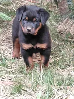 Boy 2 , a male Rottweiler for sale in Bloomfield, IN – Photo 4 of 9