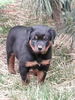 Boy 2 , a male Rottweiler for sale in Bloomfield, IN – Photo 3 of 9