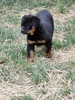 Boy 2 , a male Rottweiler for sale in Bloomfield, IN – Photo 2 of 9