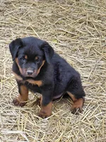 Boy 2 , a male Rottweiler for sale in Bloomfield, IN – Photo 9 of 9