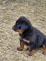 Boy 2 , a male Rottweiler for sale in Bloomfield, IN – Photo 6 of 9
