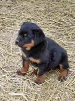 Boy 2 , a male Rottweiler for sale in Bloomfield, IN – Photo 8 of 9