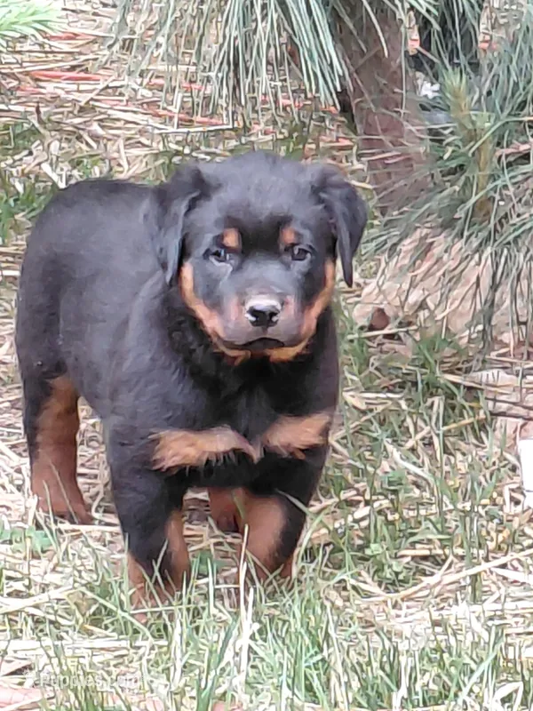 Boy 2  – Rottweiler puppy for sale in Bloomfield, IN
