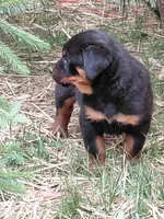 Boy 2 , a male Rottweiler for sale in Bloomfield, IN – Photo 5 of 9