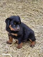 Boy 2 , a male Rottweiler for sale in Bloomfield, IN – Photo 7 of 9