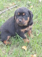 Titan , a male Rottweiler for sale in Bloomfield, IN – 4 of 7