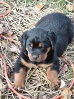 Admiral , a male Rottweiler for sale in Bloomfield, IN – 2 of 9