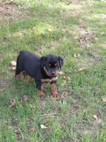 Lil Susie , a female Rottweiler for sale in Bloomfield, IN – 5 of 9