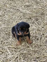 Boy 1 , a male Rottweiler for sale in Bloomfield, IN – Photo 8 of 9