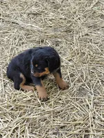 Boy 1 , a male Rottweiler for sale in Bloomfield, IN – Photo 5 of 9