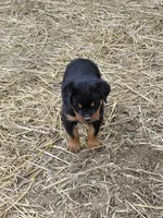 Boy 1 , a male Rottweiler for sale in Bloomfield, IN – Photo 4 of 9