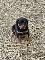 Boy 1 , a male Rottweiler for sale in Bloomfield, IN – Photo 6 of 9