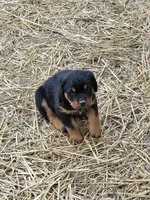 Boy 1 , a male Rottweiler for sale in Bloomfield, IN – Photo 3 of 9