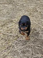 Boy 1 , a male Rottweiler for sale in Bloomfield, IN – Photo 7 of 9
