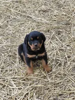 Boy 1 , a male Rottweiler for sale in Bloomfield, IN – Photo 9 of 9