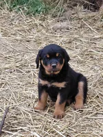 Boy 1 , a male Rottweiler for sale in Bloomfield, IN – Photo 2 of 9