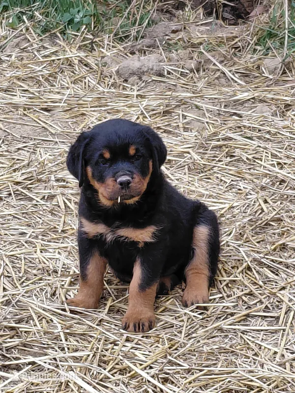 Boy 1  – Rottweiler puppy for sale in Bloomfield, IN