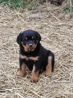 Boy 1 , a male Rottweiler for sale in Bloomfield, IN – Photo 1 of 9