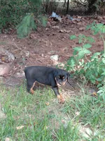 Lil Susie , a female Rottweiler for sale in Bloomfield, IN – 4 of 9