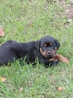 Titan , a male Rottweiler for sale in Bloomfield, IN – 5 of 7