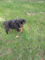 Samson , a male Rottweiler for sale in Bloomfield, IN – 4 of 5
