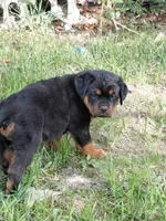 Ingrid , a female Rottweiler for sale in Bloomfield, IN – 4 of 8