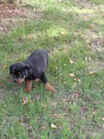 Lil Susie , a female Rottweiler for sale in Bloomfield, IN – 3 of 9