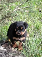 Ingrid , a female Rottweiler for sale in Bloomfield, IN – 2 of 8