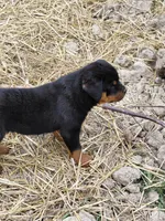 Girl 2, a female Rottweiler for sale in Bloomfield, IN – Photo 5 of 7