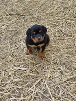 Girl 2, a female Rottweiler for sale in Bloomfield, IN – Photo 7 of 7