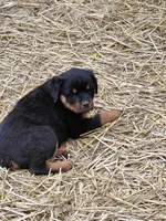 Girl 2, a female Rottweiler for sale in Bloomfield, IN – Photo 2 of 7