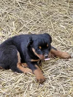 Girl 2, a female Rottweiler for sale in Bloomfield, IN – Photo 1 of 7