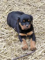 Girl 2, a female Rottweiler for sale in Bloomfield, IN – Photo 4 of 7