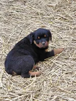 Girl 2, a female Rottweiler for sale in Bloomfield, IN – Photo 3 of 7