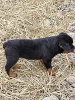 Girl 2, a female Rottweiler for sale in Bloomfield, IN – Photo 6 of 7