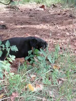 Lil Susie , a female Rottweiler for sale in Bloomfield, IN – 2 of 9