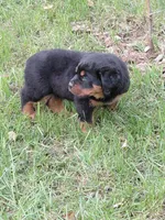 Admiral , a male Rottweiler for sale in Bloomfield, IN – 4 of 9